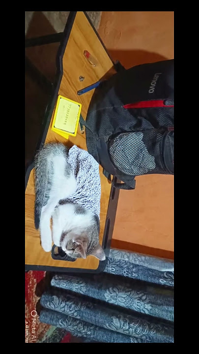 'The Power of the Cat Nap: Why You Need a Short Sleep'❣️ 🐈#catshorts  #viralvideo #shortvideo  #Maru