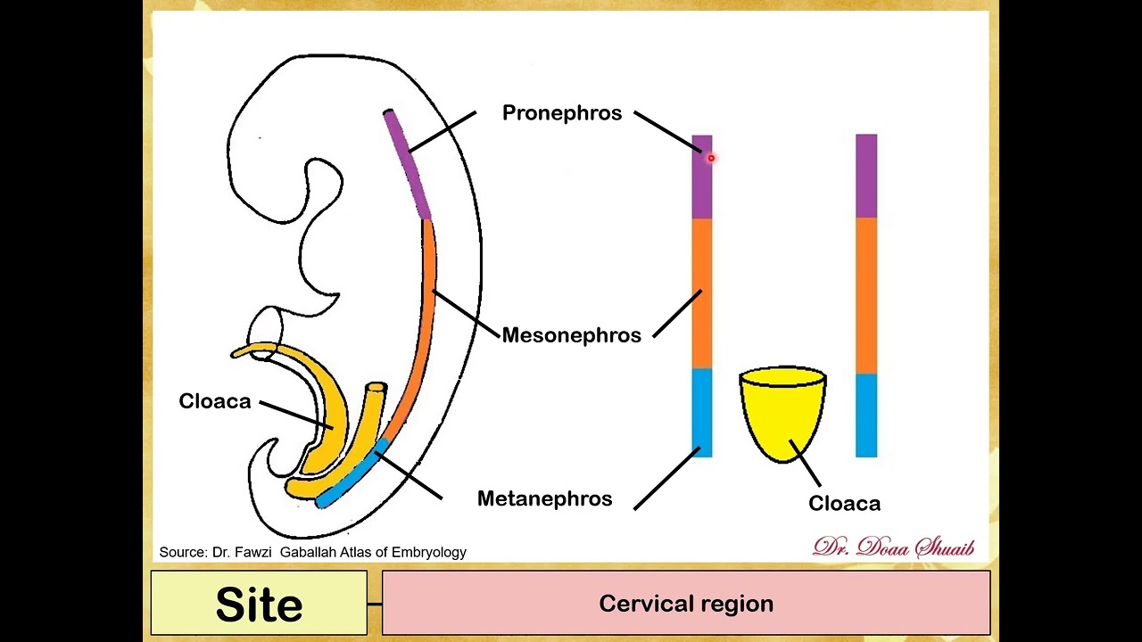 3 Developemt of genital ducts YouTube