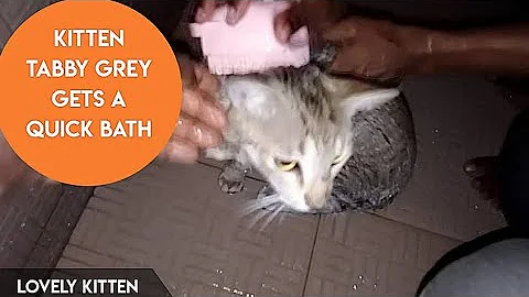 Video 6576891: tabby kitten, grey tabby, pet bath, kitten loves bath, bath wash, bath water