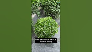 Cứu cây cỏ đồng tiền bị héo và gục xuống bằng cách rất đơn giản #plants #shost