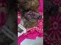 Sweet Boy Nearly Collapses In Public While Flies Embedded Ate Away At The Side Of His[STORY BELOW]