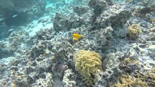 Motu Piti Uu Uta Snorkeling