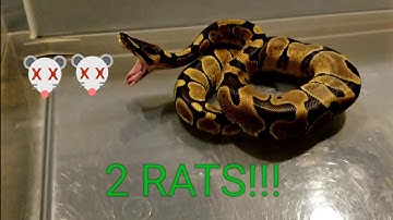 Ball Python Eats 2 RATS in a row!!!