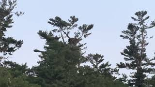 Maine Bald Eagle Nest
