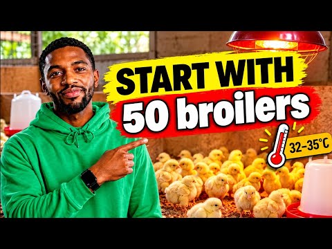 Start Broiler Farming  today  with 50 chickens.Thank me later -  Start Broiler Farming  today  with 50 chickens.Thank me later 