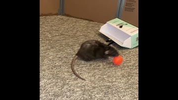 My pet rat Olive practicing drawer fetch + spinning with a ball! #shorts
