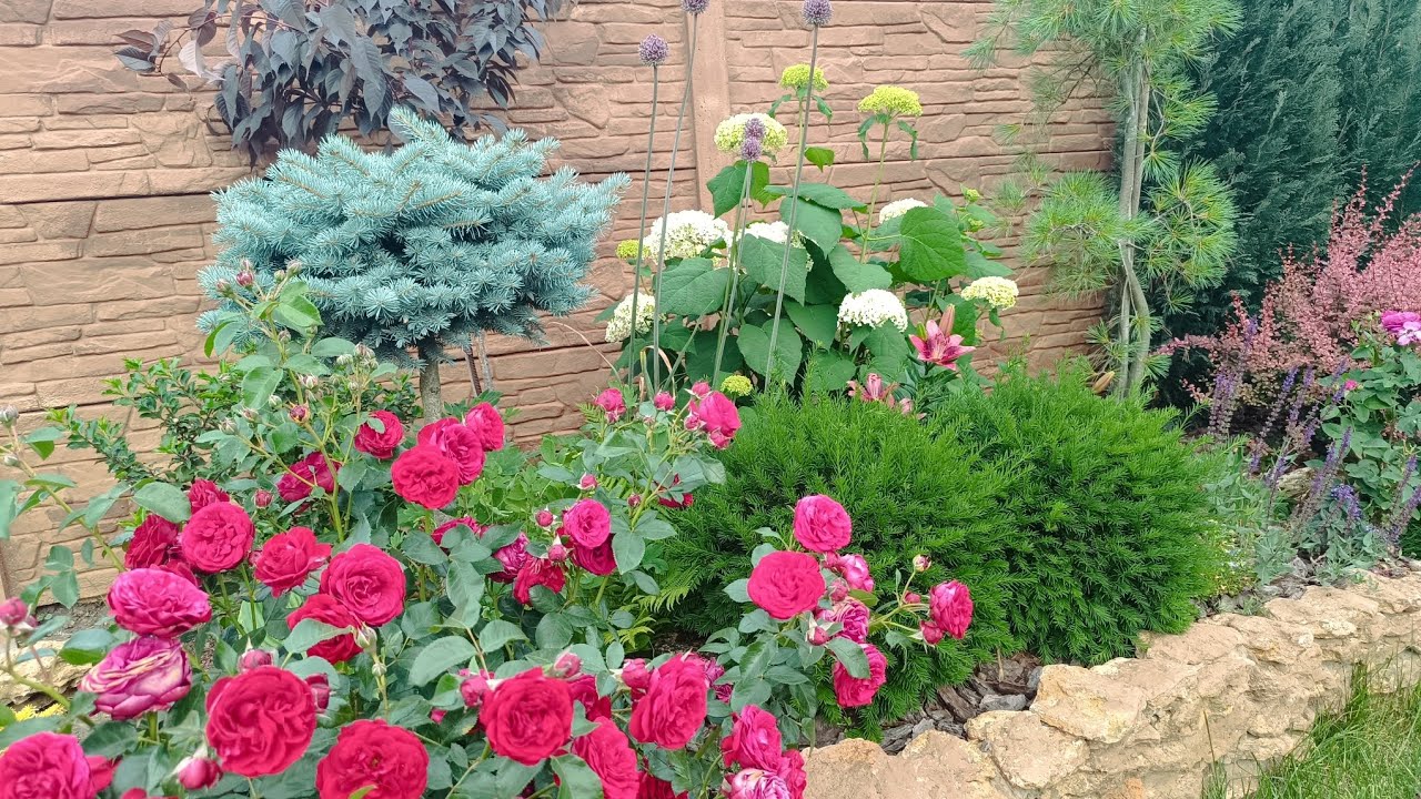 Стрижка своїх рослин. Доробила ще одну клумбу.