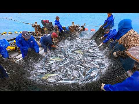 Intense Fishing!Tuna Schools!Amazing Harvest from Fixed Fishing Grounds_千萬漁場！直擊鮪魚群！三和定置漁場捕撈-台東海鮮