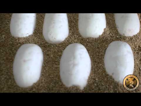 First 2012 Clutch Of Ball Python Eggs