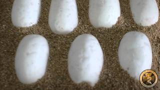 Famous First 2012 Clutch Of Ball Python Eggs Net Worth