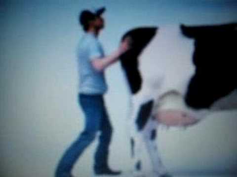 carl s jr cow youtube