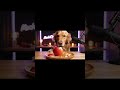 Crunchy Golden Retriever Eats Apple 🤤✨ | Best Tingles #shorts #Mochichocoverse #asmr