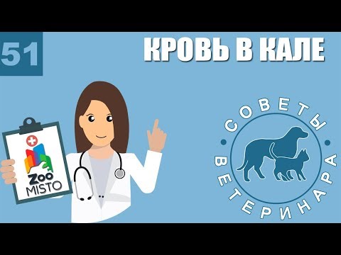 Кровь в кале у животных | Причины появления крови в кале | Лечение проблемы | Советы Ветеринара