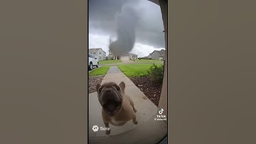 Pibble the dog gets swept by tornado ‼️🚨