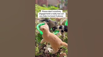 Stay 15 seconds and write random words to help our shelter with bills#help #foryoupage #donate #fyp