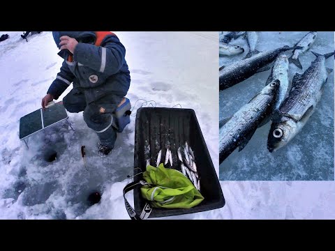 Video: How To Catch Vendace