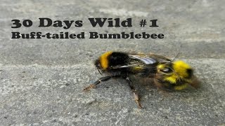 Mating Bees!