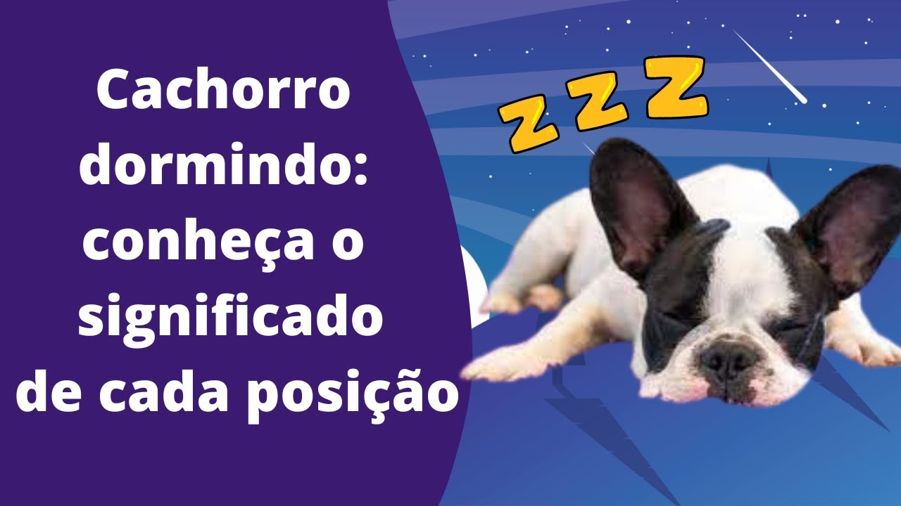 Casal adota cão igual ao seu cachorro - e teste de DNA revela a melhor  notícia, image size:1280x720