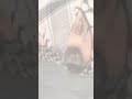 يـا أمـيـرة الـنـسـاء 