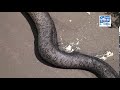 VÍDEO: Moradores encontram cobra gigante em avenida de Parnaíba