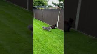 Maine Coon Mania:  Squirrel search #shorts