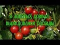 8 золотых правил выращивания рассады