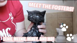 MEET THE FOSTERS! I am a kitten mom... by Taylor Crane 3,808 views 3 years ago 12 minutes, 18 seconds