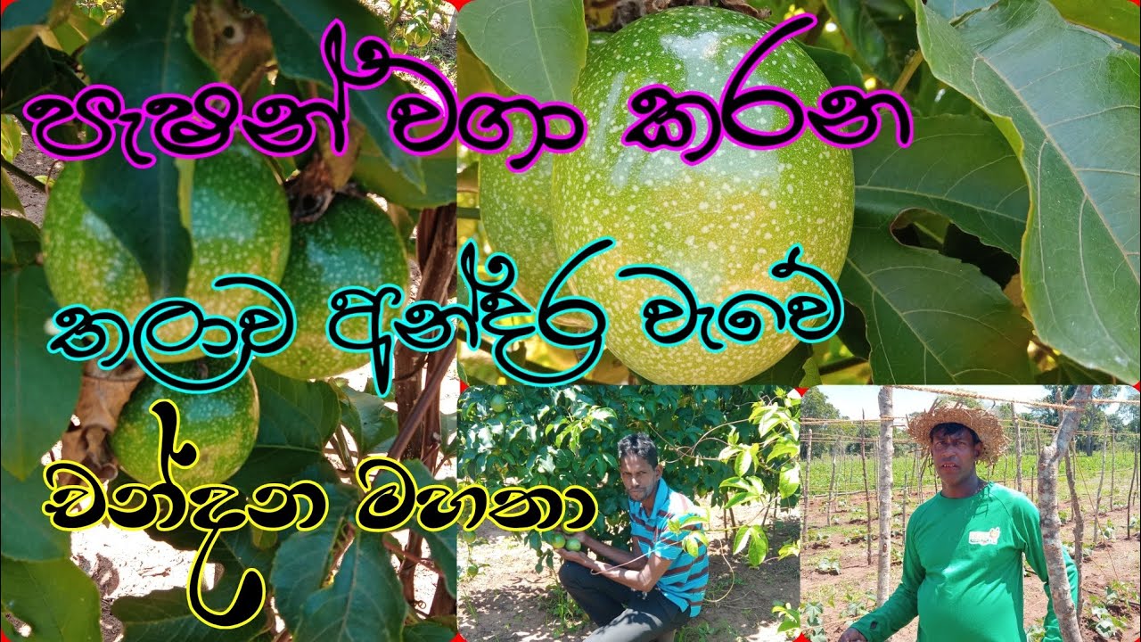 පැෂන් වගා කරන තලාව අන්දර වැවේ චන්දන ගොවි මහතා