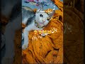 #cat #cute 🐱🥰🥰🥰