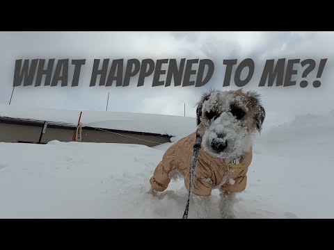 Diving into Snow; Suntaro's Japanese Winter Playtime