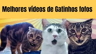 Melhores vídeos de Gatos 🐱🐱 Gatinhos fofos e Vídeos de gatinhos fofinhos 🐱🐱
