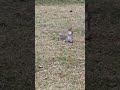 #funny #animals in #florida #squirrel #shorts #youtubeshorts #usa
