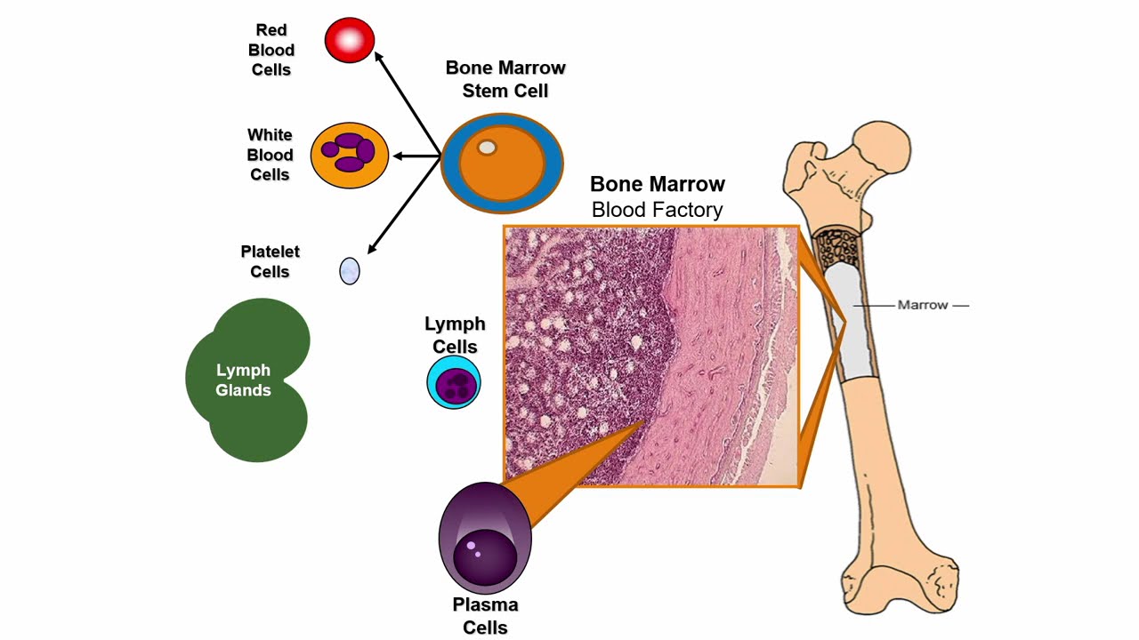 Types of blood cells. Bone marrow/blood cancer, normal vs abnormal 