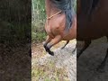 Айвон учится менять передние ноги на тер-а-тере #horsetraining #horse #лошади #equestrian #horseshow