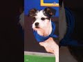 Meet Wynonna | Puppy Bowl