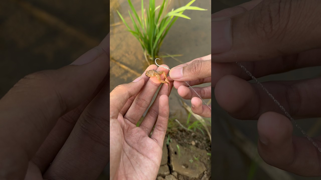 UJICOBA PANCING BELUT SENGGOL BACOK BUATAN SENDIRI