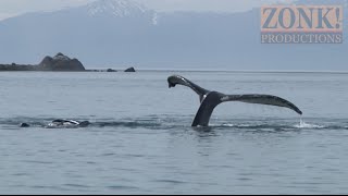 NFL's Larry Csonka Finds Halibut and Whales in Elfin Cove Alaska