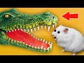 🐊🔥CROCODILE - Hamster Maze with Traps 💀 [OBSTACLE COURSE]