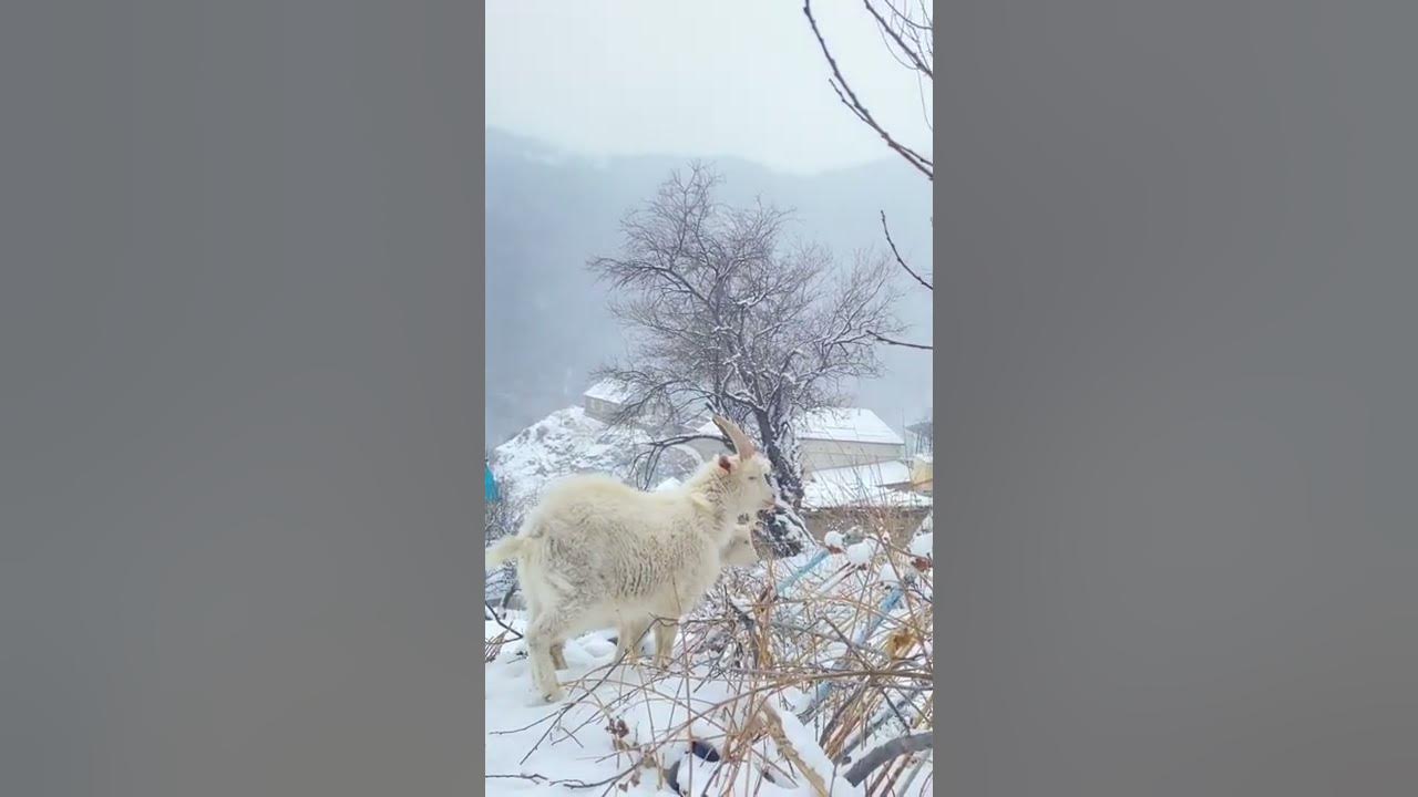 Снежная холодная зима умеренно жаркое лето