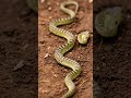 #snake#dangerous
