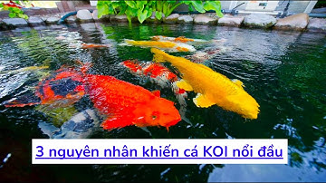 3 nguyên nhân khiến cá KOI nổi đầu | 3 reasons why KOI fish floats