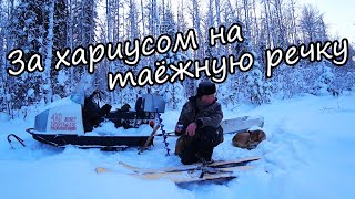 Еду в глухую тайгу на рыбалку за хариусом Следы лося Широкие лыжи Собака тонет в снегу 1 2 серия