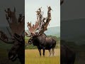 When a Tree Grows on a Moose’s Head 🦌🐒 50 Monkeys Took Over!