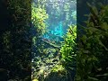 Relaxing Underwater Forest Pure Deep Water ASMR No Music, No Voice for Study, Focus &amp; Stress Relief