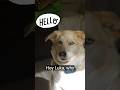 Why is pirating addictive luka dog jokes