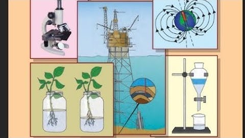 Maharashtra Board Class 7 Science Solutions Chapter 2 Plants: Structure and Function