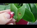 54. Бактериальная пятнистость на листьях орхидеи, что делать? Обзор орхидей на начало декабря 2019