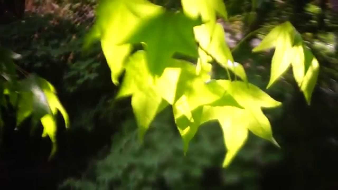 Old lens test (Som Berthiot)