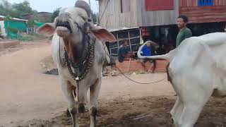 Lovely cow mating 