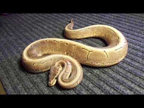 Ball python unboxing I got from Always Evolving Pythons! Info below.